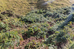 
Gorse Bush level, September 2017