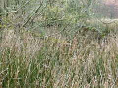 
Rose Cottage, Cwm Lickey, January 2012