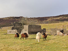 
Buildings at Meadow Vein Level, possibly agricultural, Blaenavon, January 2025