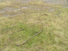 
Haulage cable on route to New Pit, Blaenavon, July 2010