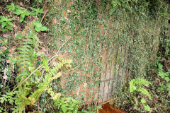 
Bensons level drainage adit, May 2010