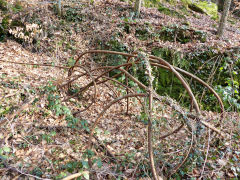 
A very twisted length of winding cable, Llanover Colliery, March 2013
