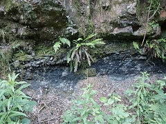 
Exposed coal seam in the Warren, Caerphilly, May 2026