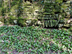 
A low arch in the wall on the lane to the limekiln, April 2013