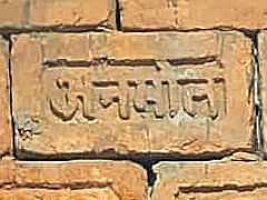 
''Sanskrit' 12', &copy; Photo courtesy of Richard Paterson