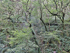 
Bryn Eglwys, Allt Wyllt incline, October 2024