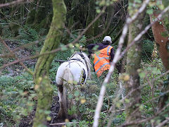 
Bryn Eglwys, the horse-worked forestry operations, October 2024