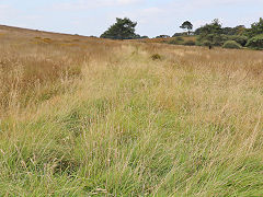 
The tramway from Chewton to the quarry, August 2024