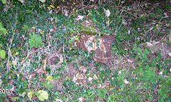 
Unknown ironmongery in undergrowth, Trevanney Dries, October 2005